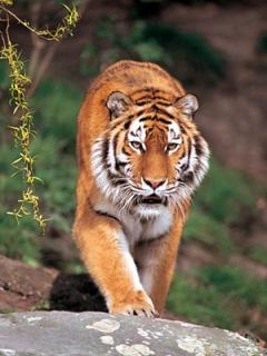 狮子老虎豹子图片 1499)