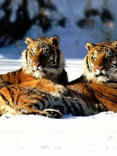 狮子老虎豹子图片 1491)