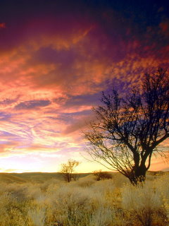 自然风景图片夕阳无限好 2471)