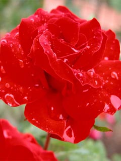 红色蔷薇花 3144)