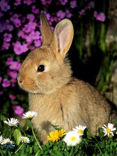 可爱小兔子 3351)