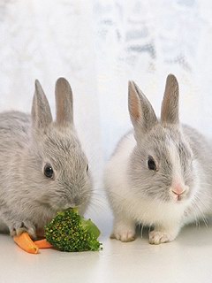 可爱小兔子 3353)