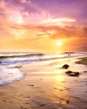 夏日海滩风景手机桌面图片 4334)