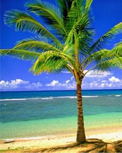 夏日海滩风景手机桌面图片 4342)