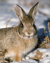 超级可爱的兔子 4673)