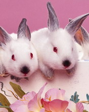 超级可爱的兔子 4675)