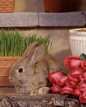 超级可爱的兔子 4679)