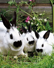 超级可爱的兔子 4682)
