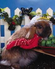 超级可爱的兔子 4678)