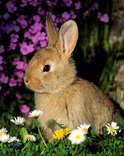 超级可爱的兔子 4680)