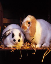 超级可爱的兔子 4677)