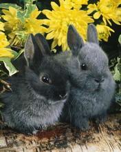 超级可爱的兔子 4670)