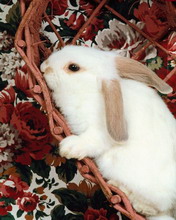 超级可爱的兔子 4685)