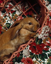 超级可爱的兔子 4684)