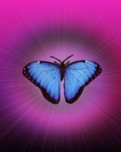 一组美丽的蝴蝶手机图片 4956)