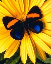 一组美丽的蝴蝶手机图片 4958)