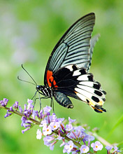 一组美丽的蝴蝶手机图片 4959)