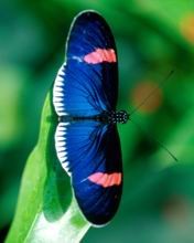 一组美丽的蝴蝶手机图片 4954)