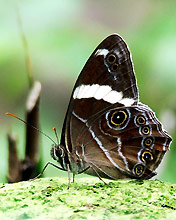 一组美丽的蝴蝶手机图片 4955)