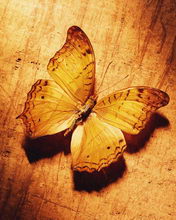 一组美丽的蝴蝶手机图片 4952)