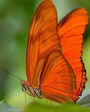 一组美丽的蝴蝶手机图片 4957)