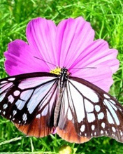 一组美丽的蝴蝶手机图片 4951)