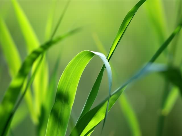 高清晰绿色植物 5233)