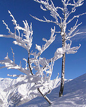 风景意境图，冬天的雪 6038)