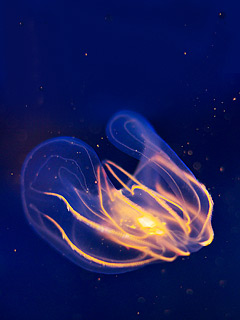 海底动物世界-鱼 6182)