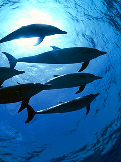 海底动物世界-鱼 6186)