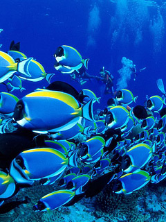 海底动物世界-鱼 6187)