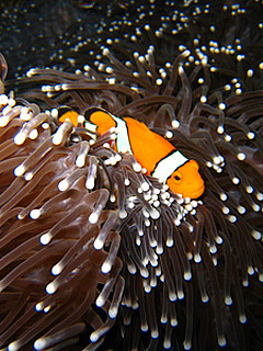 海底动物世界-鱼 6183)