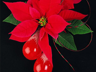 圣诞节鲜花饰品手机背景图 6964)