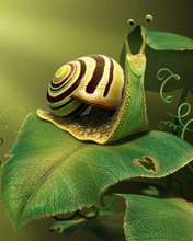 蜗牛图片 7497)