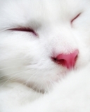 可爱猫咪图片 8281)