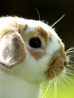 非常可爱的兔子 11951)