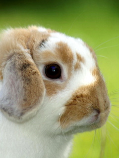 非常可爱的兔子 11950)