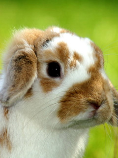 非常可爱的兔子 11949)