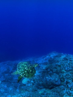 深蓝色海底风光壁纸 12298)