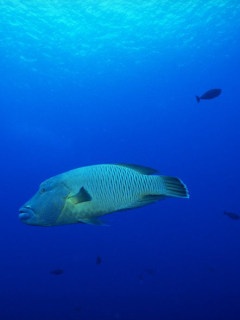 深蓝色海底风光壁纸 12306)