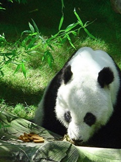 可爱中国熊猫图片集 13546)