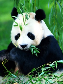 可爱中国熊猫图片集 13545)