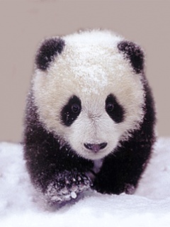 可爱中国熊猫图片集 13547)
