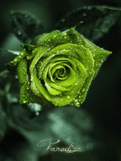 各种颜色的玫瑰花-蓝玫瑰，白玫瑰 13951)