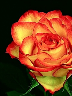 各种颜色的玫瑰花-蓝玫瑰，白玫瑰 13952)