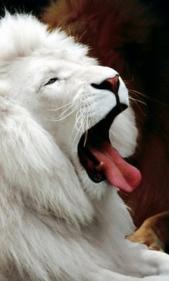 狮子王Lion King 14248)
