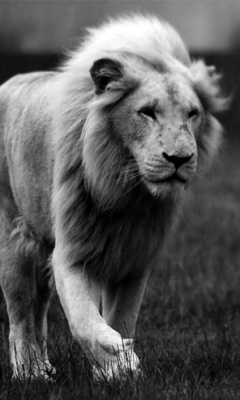 狮子王Lion King 14249)