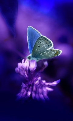 美丽无比的蝴蝶图片 14466)