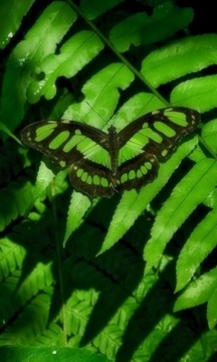 美丽无比的蝴蝶图片 14469)