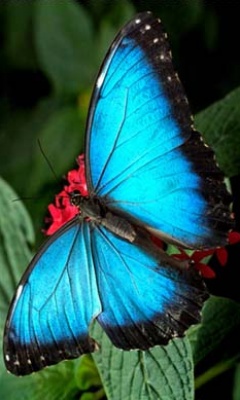 美丽无比的蝴蝶图片 14468)